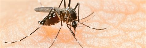 wie gefährlich ist dengue fieber